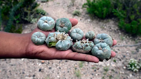 Getty Images There's less stigma in Native American communities that derive psychedelics from the peyote cactus (Credit: Getty Images)