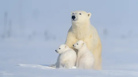 Polar Bear - Or Is It Aqua Bear? — JONAA, Journal of the North Atlantic &  Arctic