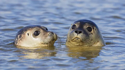 Getty Images Marine mammals such as porpoises and seals are sensitive to underwater noise (Credit: Getty Images)