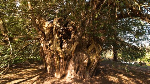 A photo of a large tree trunk with numerous thick branches, which looks very old