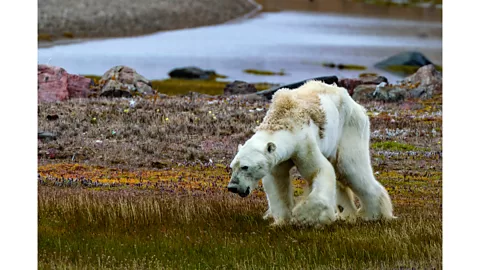Why do polar bears look so white? - The Washington Post