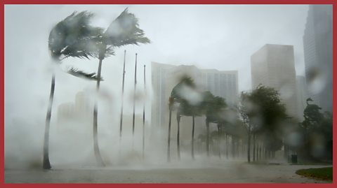 Image: palm trees in a hurricane