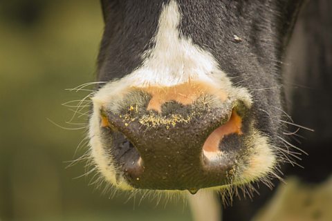 BBC Radio 4 - The Cows Are Mad - The Cows are Mad: Ten things we ...