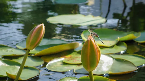 Kate Schoenbach The Enid A Haupt Conservatory houses a year-round array of tropical plants and is famous for its annual springtime orchid show (Credit: Kate Schoenbach)
