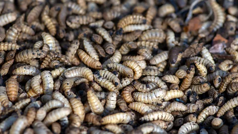 Alamy Farmed insects like soldier fly grubs have an incredibly high feed-to-meat conversion rate (Credit: Alamy)