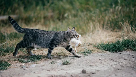 Alamy Cats are the top source of human-related mortality for birds and small mammals in the US (Credit: Alamy)
