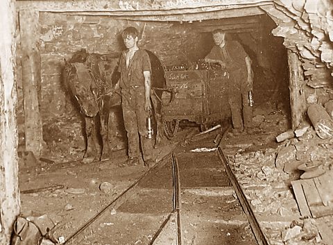 A pit pony in a coal mine, photograph taken in the early 1900s.