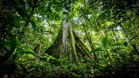 BBC One - Planet Earth III - Forests: What to expect