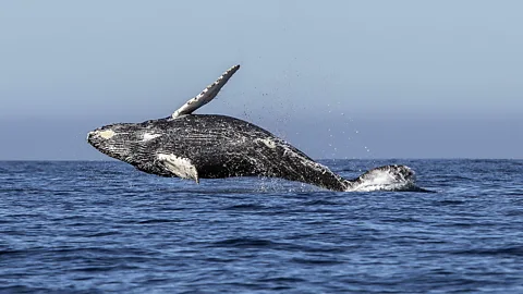 Getty Images Through their sheer size, whales can help to sequester large amounts of carbon on the ocean floor (Credit: Getty Images)