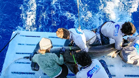 A shark nursery may be a stone's throw from Miami's bright lights