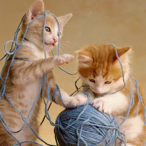 Two ginger and white kitten play with a blue ball of yarn