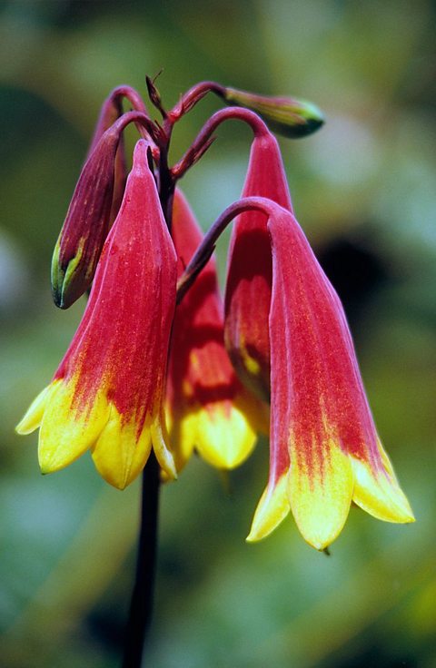 Australian Christmas Bell flower with deep red and yellow markings