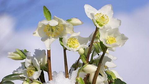 The German Christrose has white petals with a yellow centre and a strong association with Christmas