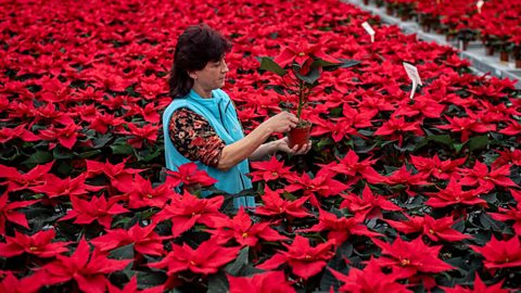 A woman working in a nursery surrounded by the red flowers of the poinsettia - known as The Christmas Flower