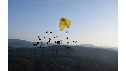 Waldrappteam To persuade the bald ibises to follow them, their "foster mothers" in aircraft called to them through megaphones (Credit: Waldrappteam)