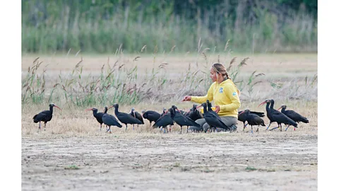 Waldrappteam Through countless hours spent together, the scientists formed a close bond with their hand-reared bald ibises (Credit: Waldrappteam)