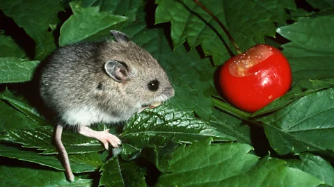 Alamy A deer mouse eating a cherry (Credit: Alamy)