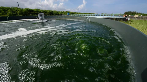 Getty Images Single-celled algae known as euglena are one source of biofuel but it needs careful processing to make fuel suitable for use in aviation (Credit: Getty Images)