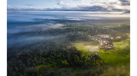 Gab Mejia The Agusan Marshlands are increasingly being turned into farmland such as palm oil plantations and rice paddies due to the drying climate (Credit: Gab Mejia)