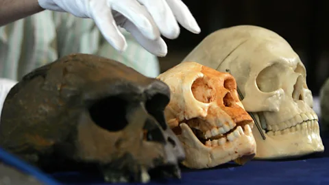 Getty Images Homo floresiensis had a skull about the size of a grapefruit and has challenged many preconceptions about how human brain size relates to intelligence (Credit: Getty Images)