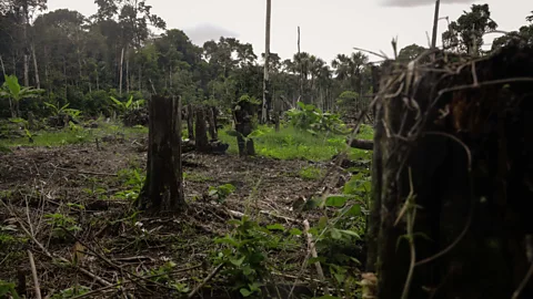 Getty Images A lawsuit ordering the Colombian government to protect the Amazon rainforest was celebrated, but not enforced immediately after it was passed (Credit: Getty Images)