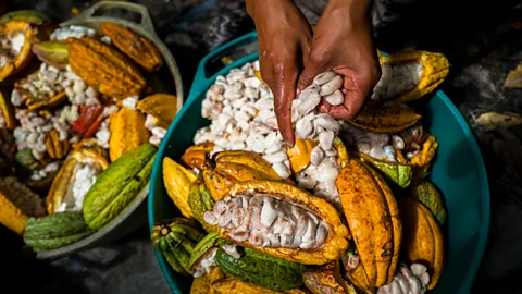 The real-life Willy Wonkas trying to change chocolate