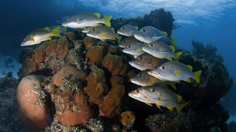 Getty Images A debt-for-nature deal in Belize has already led to an expansion of the country's ocean protection zone. (Credit: Getty Images)