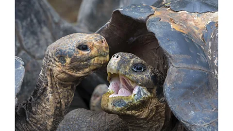 The Galapagos giant tortoise is one of many species endemic to the archipelago, which is now benefitting from the world's largest debt-for-nature swap (Getty Images)