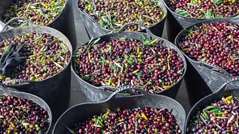 Cavan Images /José Antonio Luque Olmedo/Getty Images Italy, Greece and Spain are the largest olive-oil producing nations (Credit: Cavan Images /José Antonio Luque Olmedo/Getty Images)