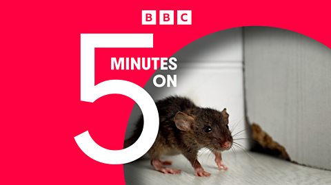 Rats - BBC News