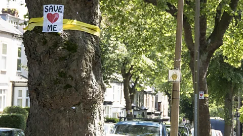 Septemberlegs/Getty Images In the 2010s, local campaigners protested the planned felling of healthy trees from Sheffield streets (Credit: Septemberlegs/Getty Images)