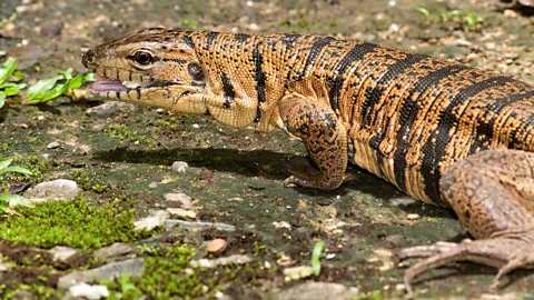 Getty Images Matte lizards, also known as golden tegus, have started returning to their forest habitats after repeated bushfires drove them away (Credit: Getty Images)