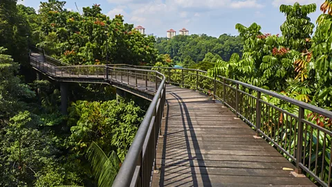 The Southern Ridges trail is one of the best spots in Singapore to enjoy views of the city, harbour and the Southern Islands (Tuul & Bruno Morandi/Getty Images)