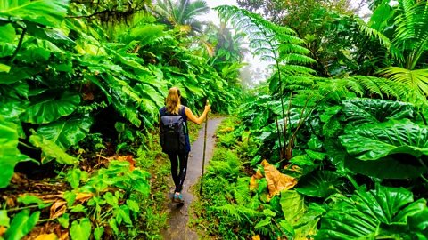 Laura Grier-Robert Harding/Getty Images Woman hiking through giant elephant ear plants on Saba Island