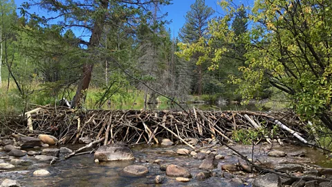 Emily Fairfax Beaver dams can help improve water quality which benefits fish and other wildlife populations (Credit: Emily Fairfax)