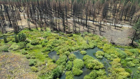 Emily Fairfax A drone shot of a beaver-dammed Wyoming landscape after a wildfire shows the impacts of having beavers on the land (Credit: Emily Fairfax)