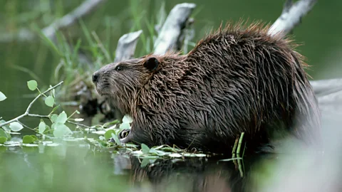 Getty Images Common misconceptions include that beavers compete with farmers for water, when they in fact help bring water back into the ecosystem (Credit: Getty Images)