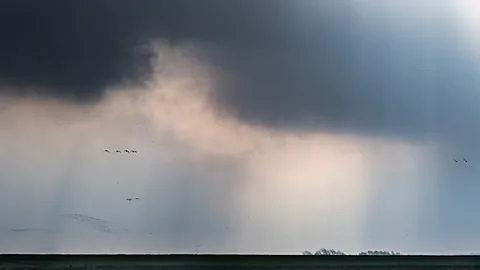 These birds flock in mesmerizing swarms of thousands—but why is still a  mystery