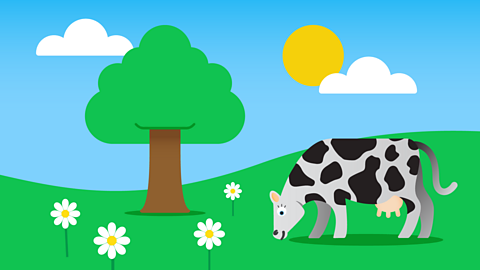 A cow in a field with four daisies around it.