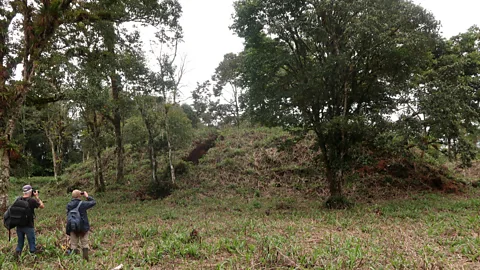 Stéphen Rostain Rostain began excavating the raised mounds in 1996, but had no idea how many he'd find (Credit: Stéphen Rostain)