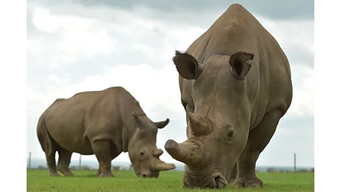 Getty Images The last two female northern white rhinos, Najin and Fatu, are incapable of sustaining a pregnancy, making the subspecies "functionally extinct" (Credit: Getty Images)