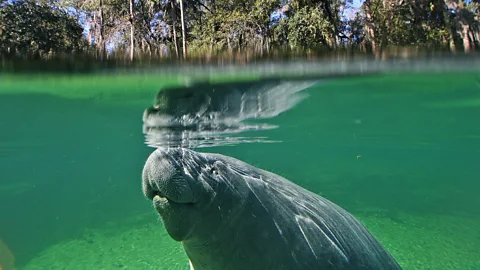 Getty Images Manatee swimming just beneath the surface of the water (Credit: Getty Images)