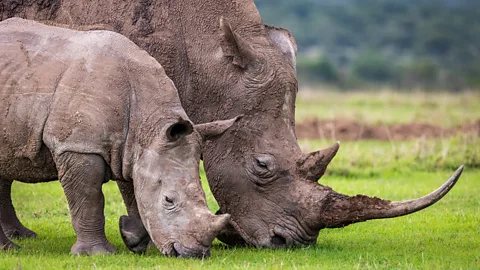 Белла Фальк Два носорога едят траву в заповеднике Ол Педжета в Кении.