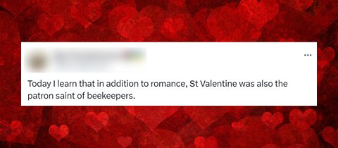 A tweet saying Saint Valentine is the patron saint of beekeepers on a valentines background