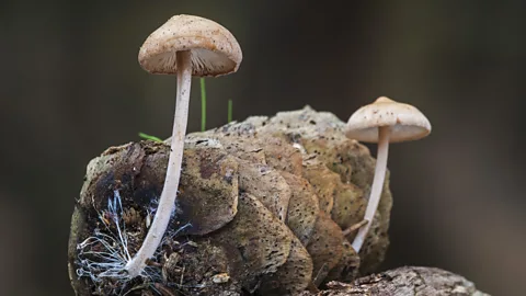 Getty Images Mushrooms