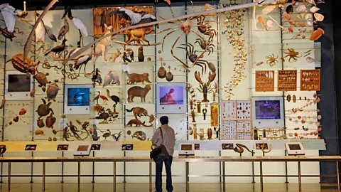 Martin Shields/Alamy The American Museum of Natural History is one of many institutions that has been removing human remains from public display (Credit: Martin Shields/Alamy)