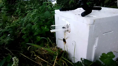 Thomas O’Shea-Wheller An invasive Asian hornet hovers outside a bumblebee hive, waiting to attack (Credit: Thomas O’Shea-Wheller)