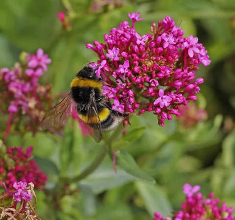 Getty Buff-tailed bumblebees have learnt to defend themselves against Asian hornet attacks (Credit: Getty)