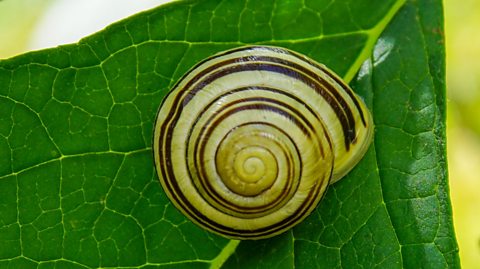 A snail, its shell facing the camera, resting over a green leaf.