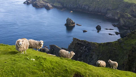 James Warwick/Getty Images Native Shetland sheep are one of the smallest British breeds (Credit: James Warwick/Getty Images)